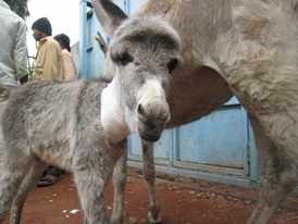 Donkey Sanctuary children rescue foal in India