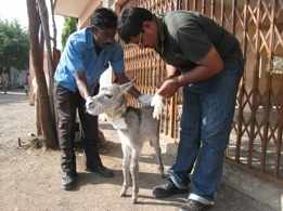 Donkey Sanctuary foal having treatment in India